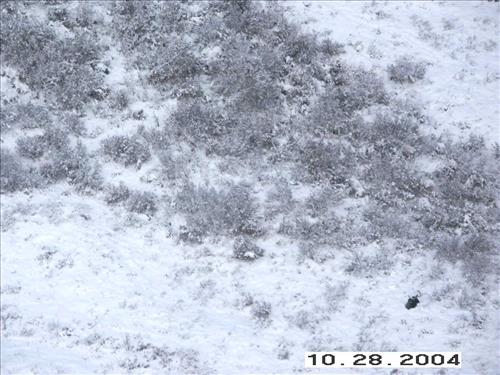 3 Gates of the Arctic National Park and Preserve Koyukuk Moose Survey 2004