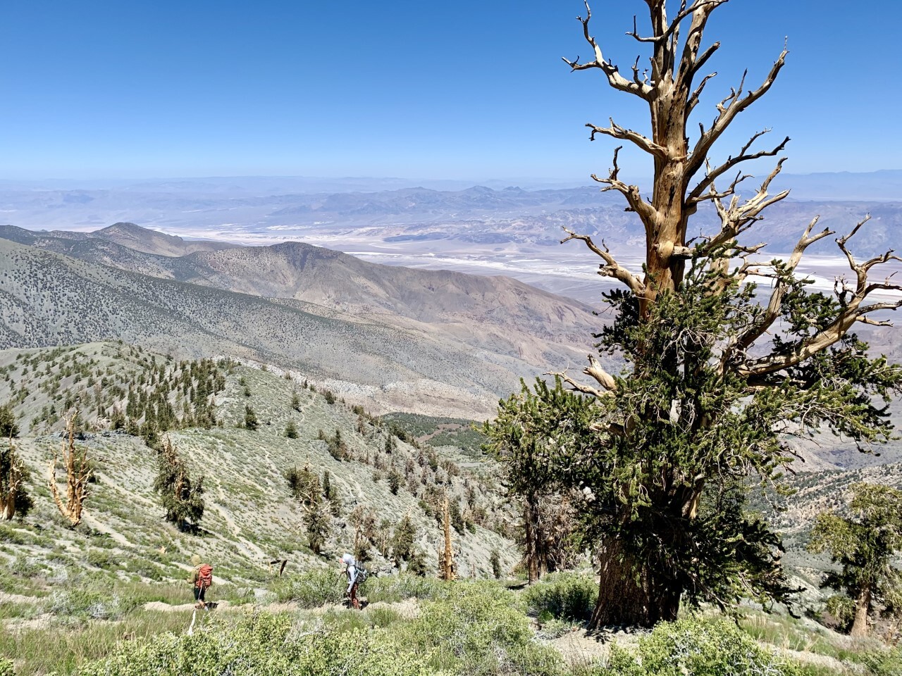 Telescope Peak trail. Two hikers walk amongst a rolling hillside of bristlecone pine trees and lodge poles. The expansive valley can be seen in the distance as well as several mountain ranges.