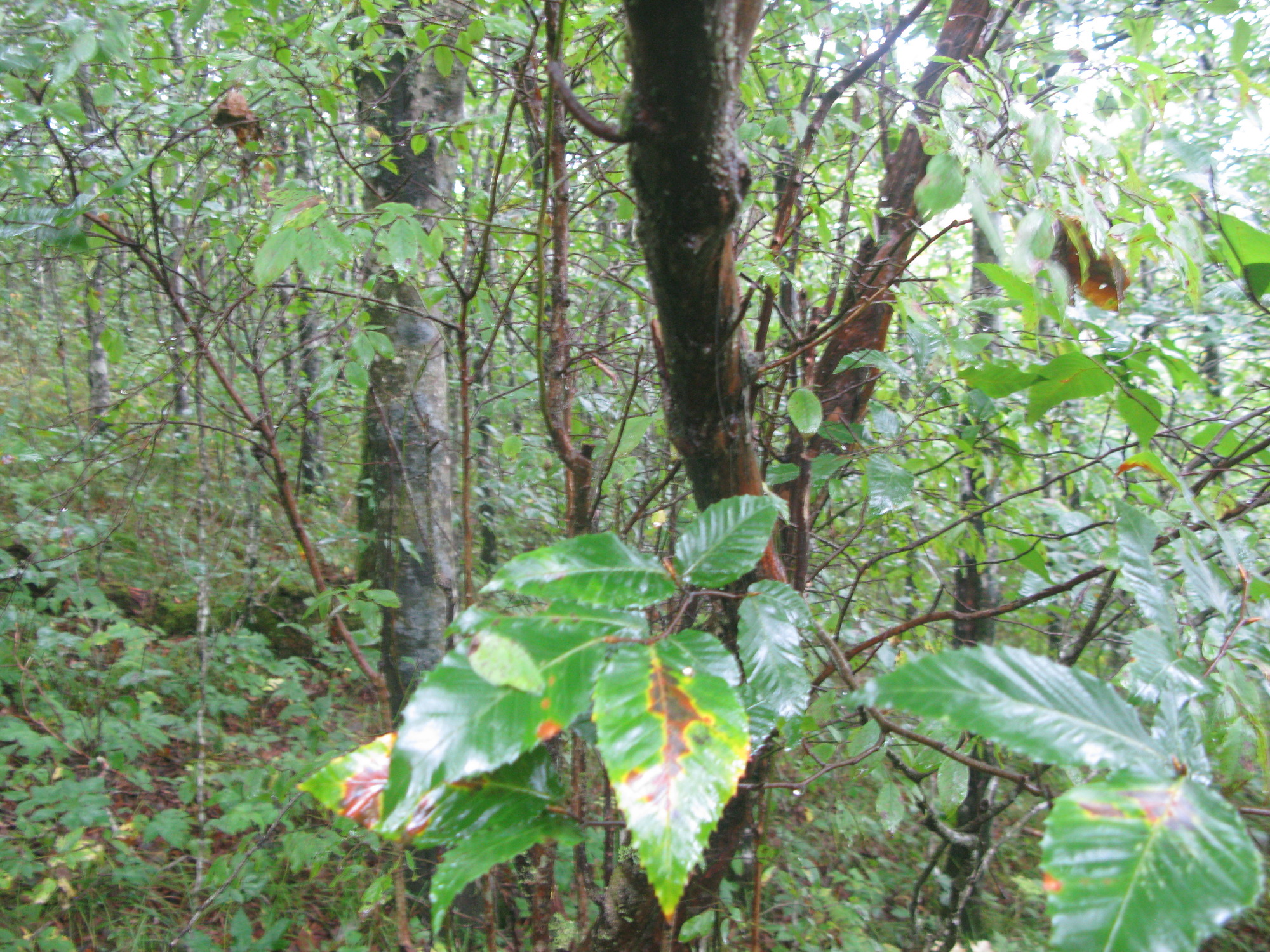 GRSM Accuracy Assessment. Plot Code: GRSM_AA_0508_3