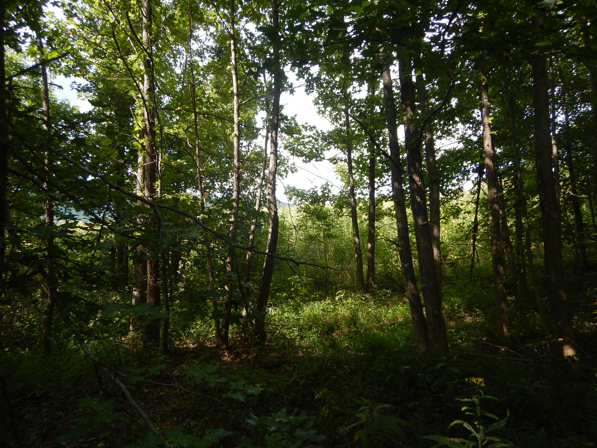 GRSM Accuracy Assessment. Plot Code: GRSM_AA_0712_2