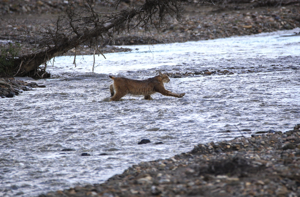 a lynx walking through chest-deep water