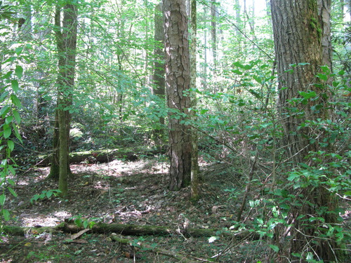 GRSM Accuracy Assessment. Plot Code: GRSM_AA_0646_5