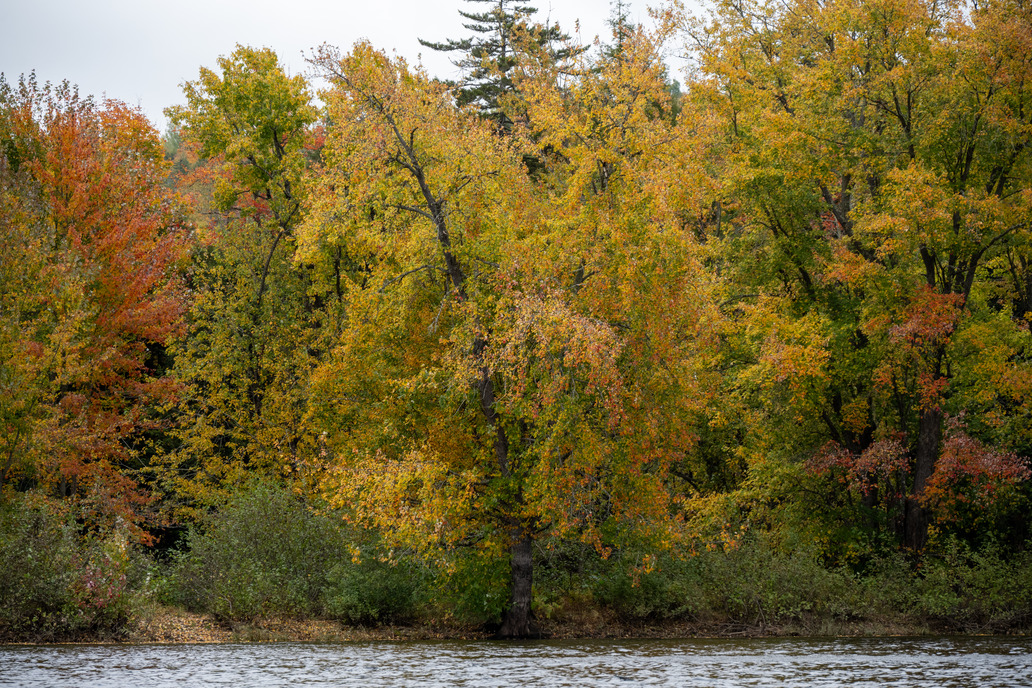 Yellow, orange, and red trees with dark trunks stand over the water. There is green undergrowth and brown dirt visible. 