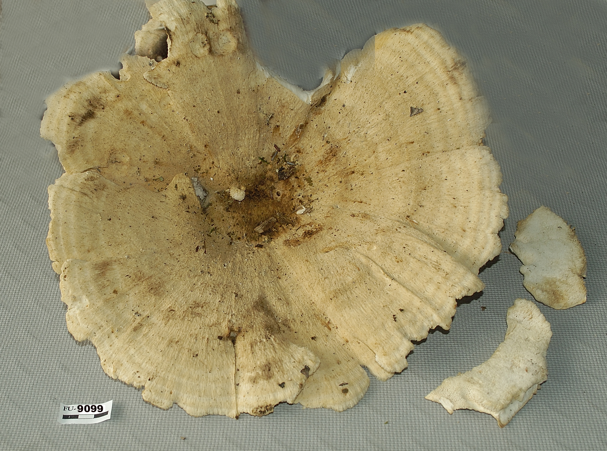 Image of Bondarzewia berkeleyi, a species of fungi.