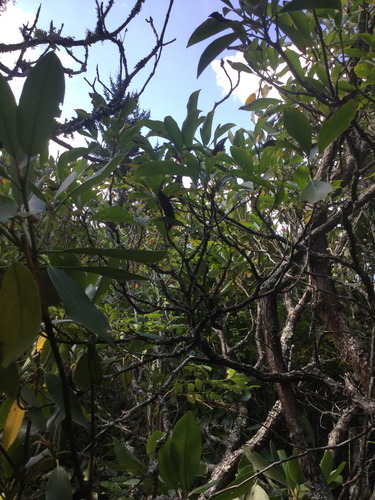 GRSM Accuracy Assessment. Plot Code: GRSM_AA_0315_4