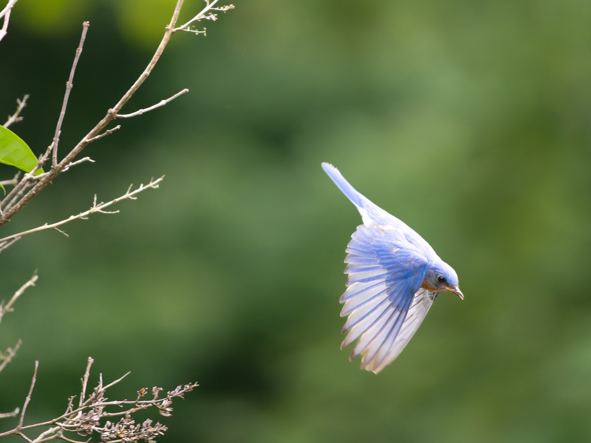 Eastern bluebird in flight coming down from a tree 