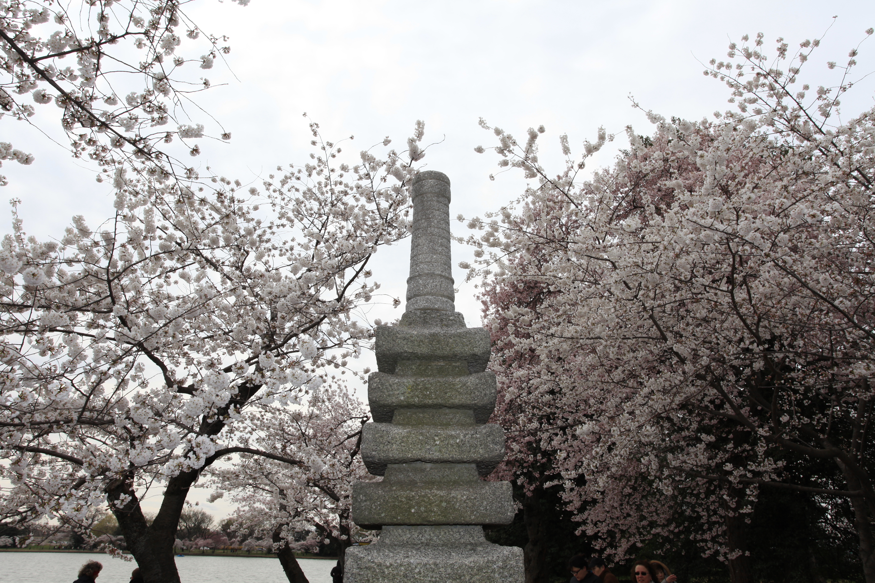 Flowering cherry trees frame a stone pagoda monument.
