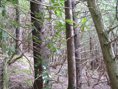 GRSM Accuracy Assessment. Plot Code: GRSM_AA_0937_3