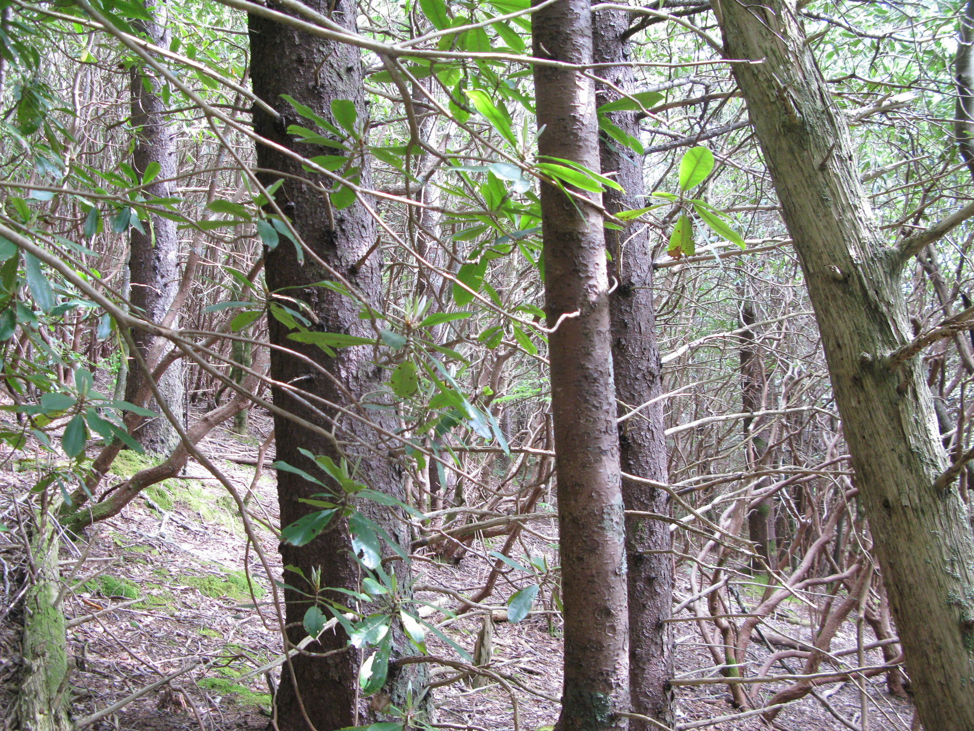 GRSM Accuracy Assessment. Plot Code: GRSM_AA_0937_3