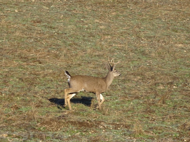 A dark tan-colored deer with relatively small antlers trots across a grassy area.