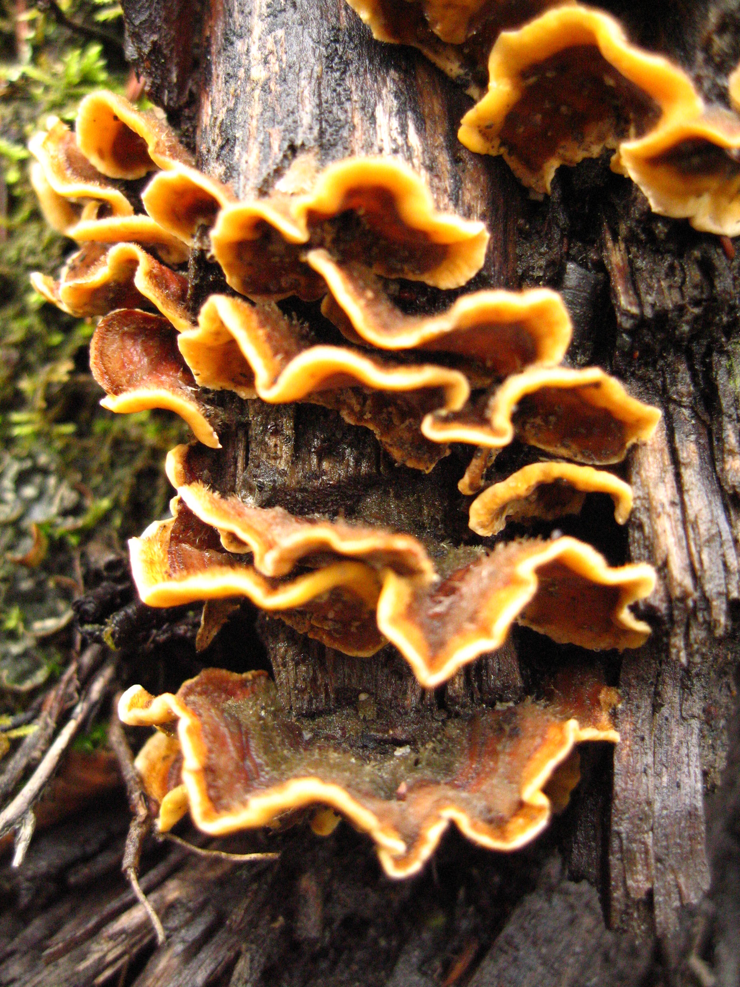 fungus growing on the side of a tree