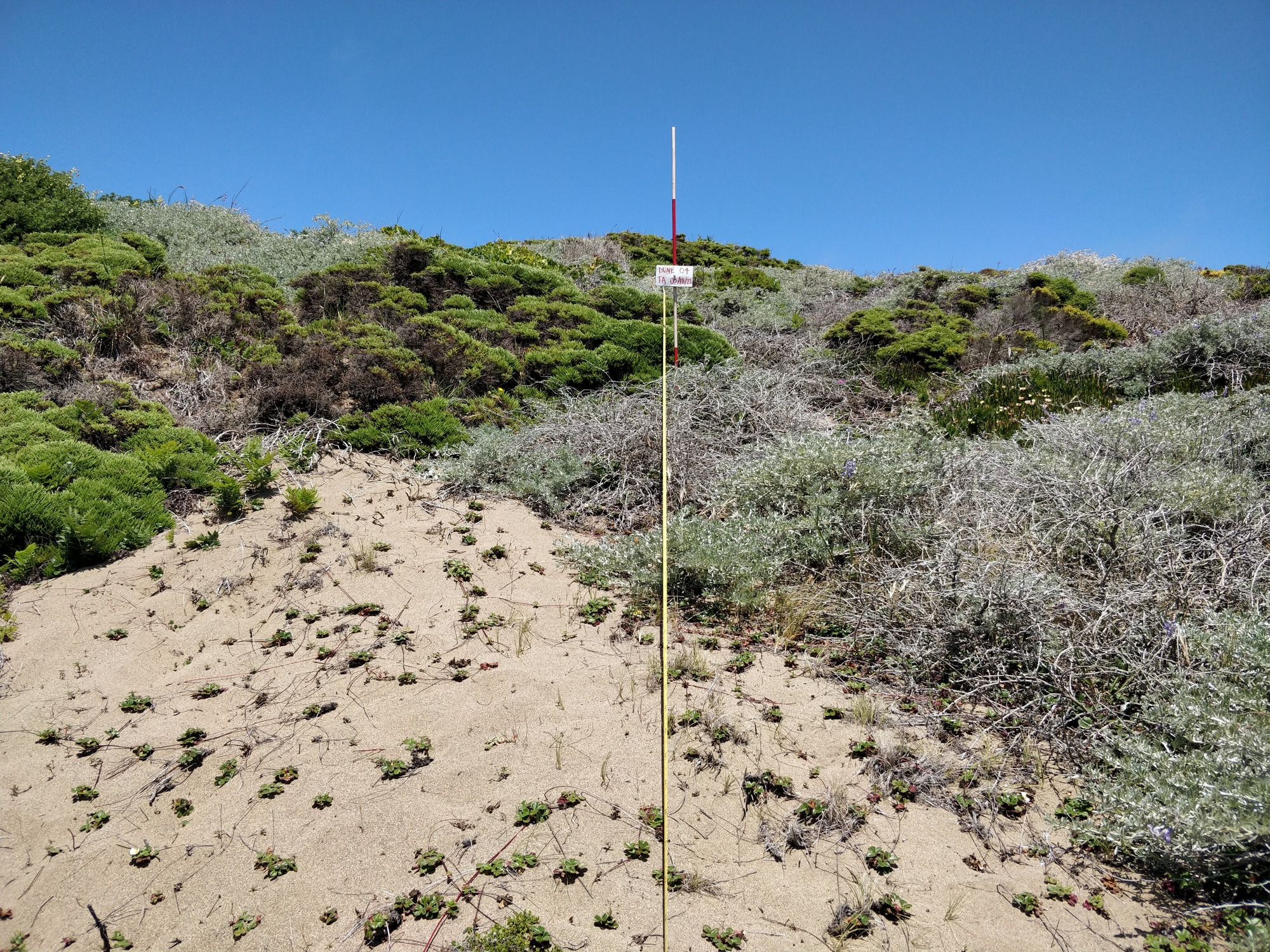 Eye-level view from the center point of a plant community monitoring plot