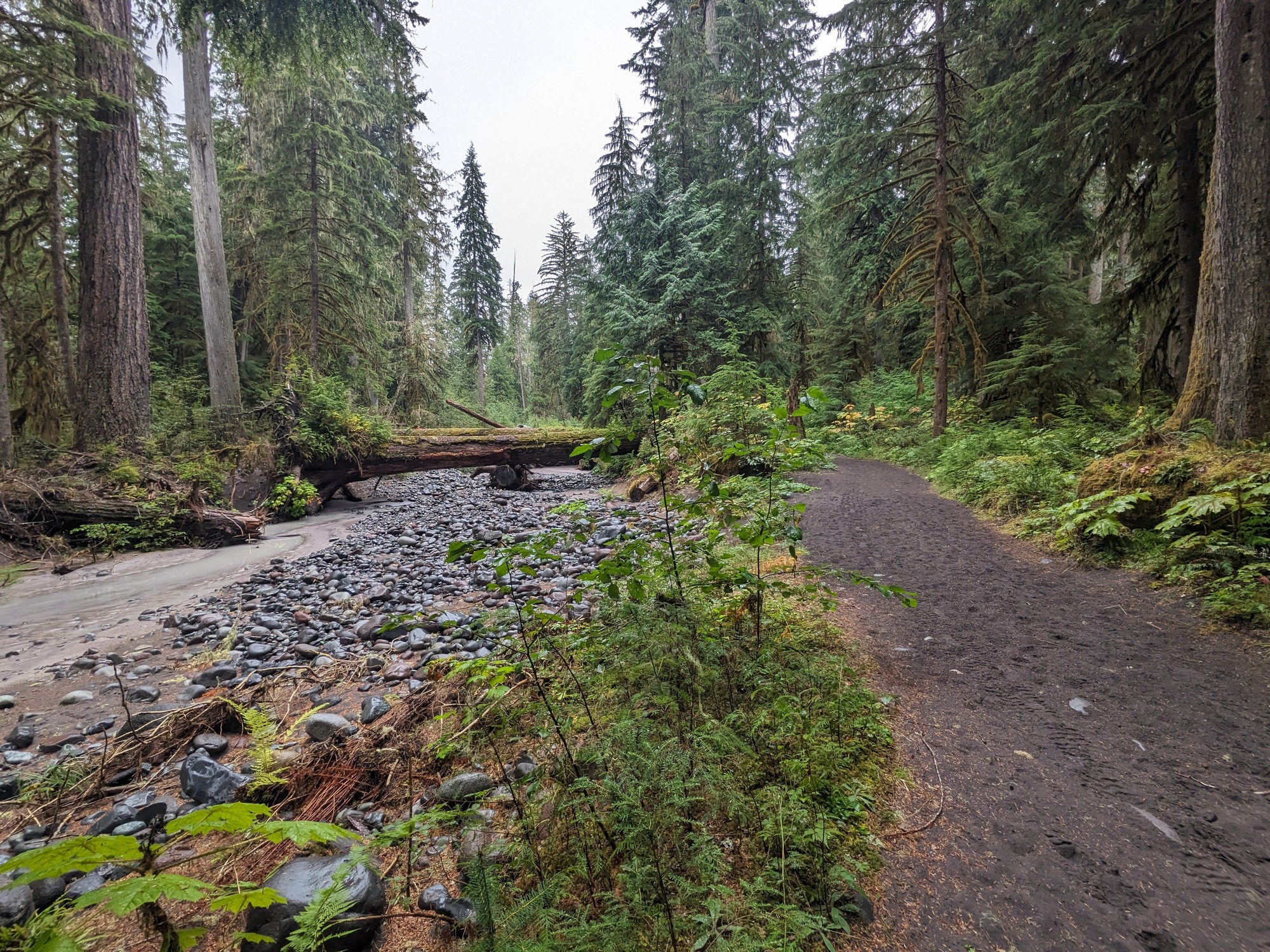 A creek flows along the left side of a wide gravel path through a dense forest.