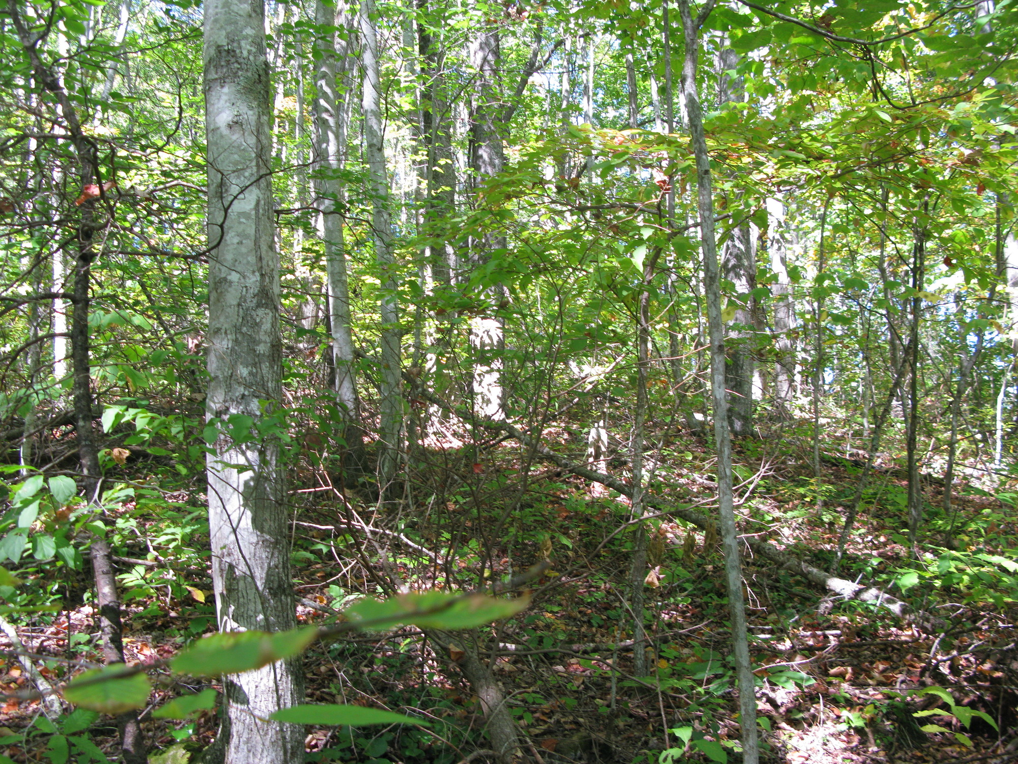 GRSM Accuracy Assessment. Plot Code: GRSM_AA_0229_2