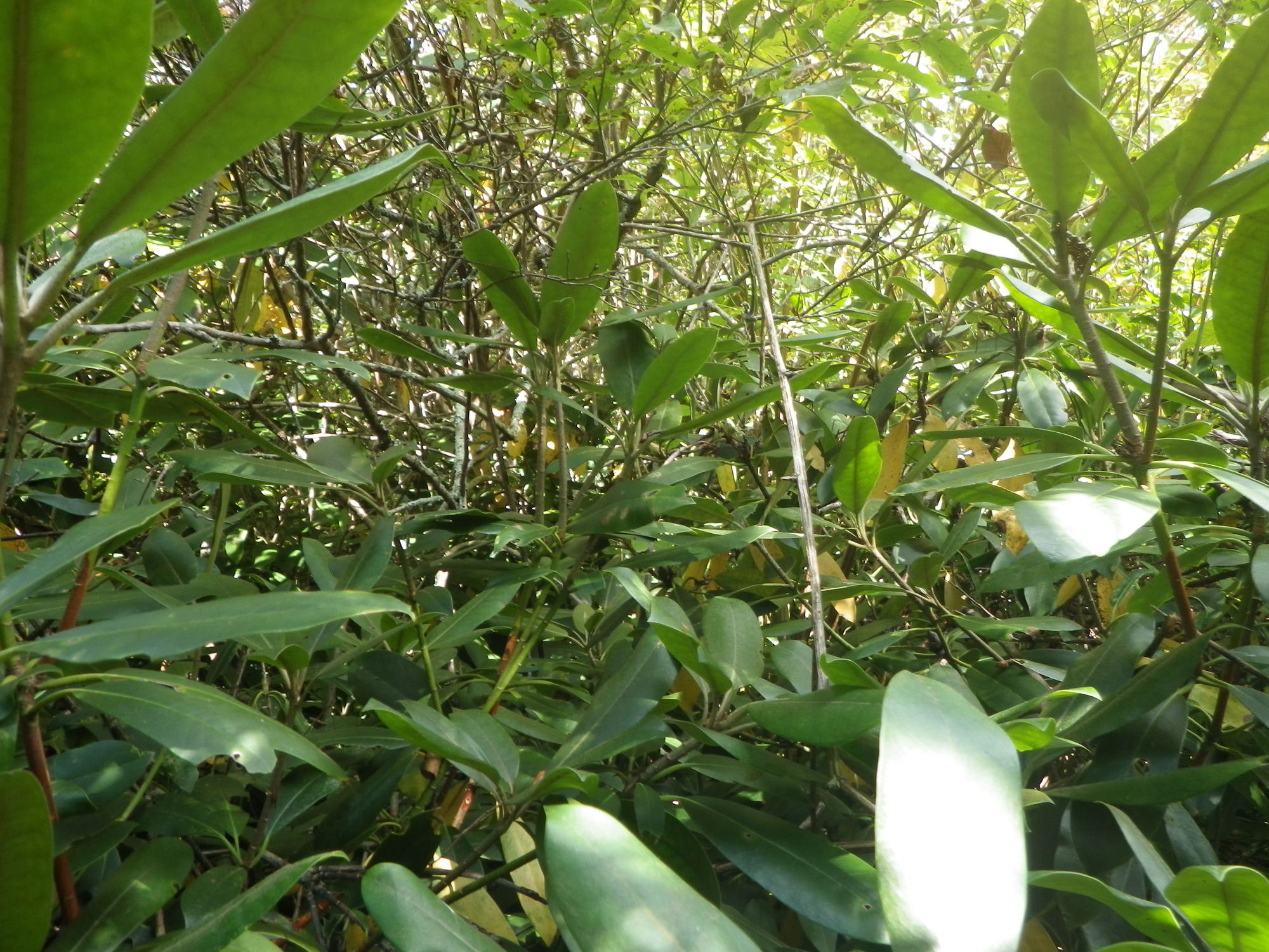 GRSM Accuracy Assessment. Plot Code: GRSM_AA_0321_3