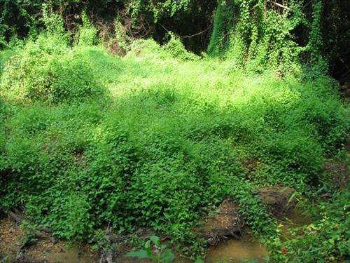 NACE -- Manage Exotic Plants
