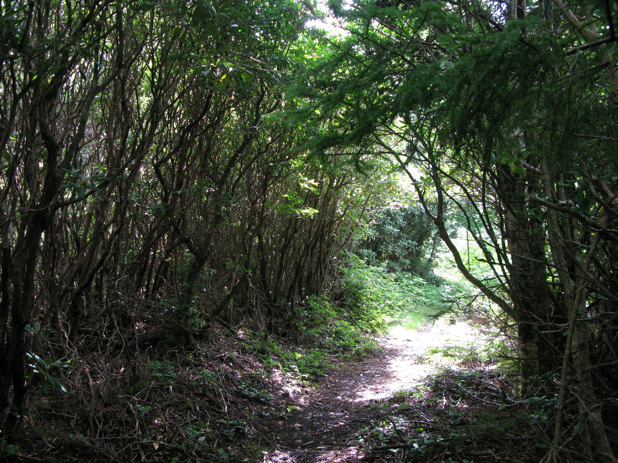 Plot Code: GRSM_AA_0521_6