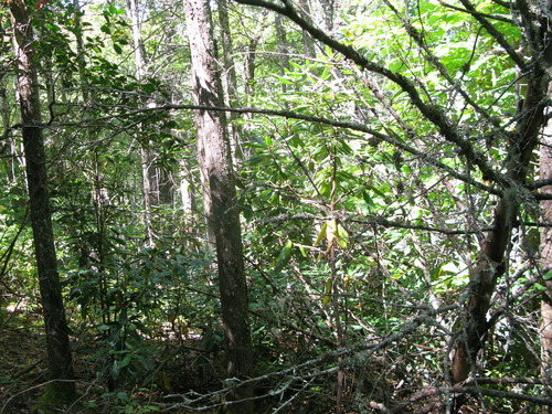 GRSM Accuracy Assessment. Plot Code: GRSM_AA_0975_6