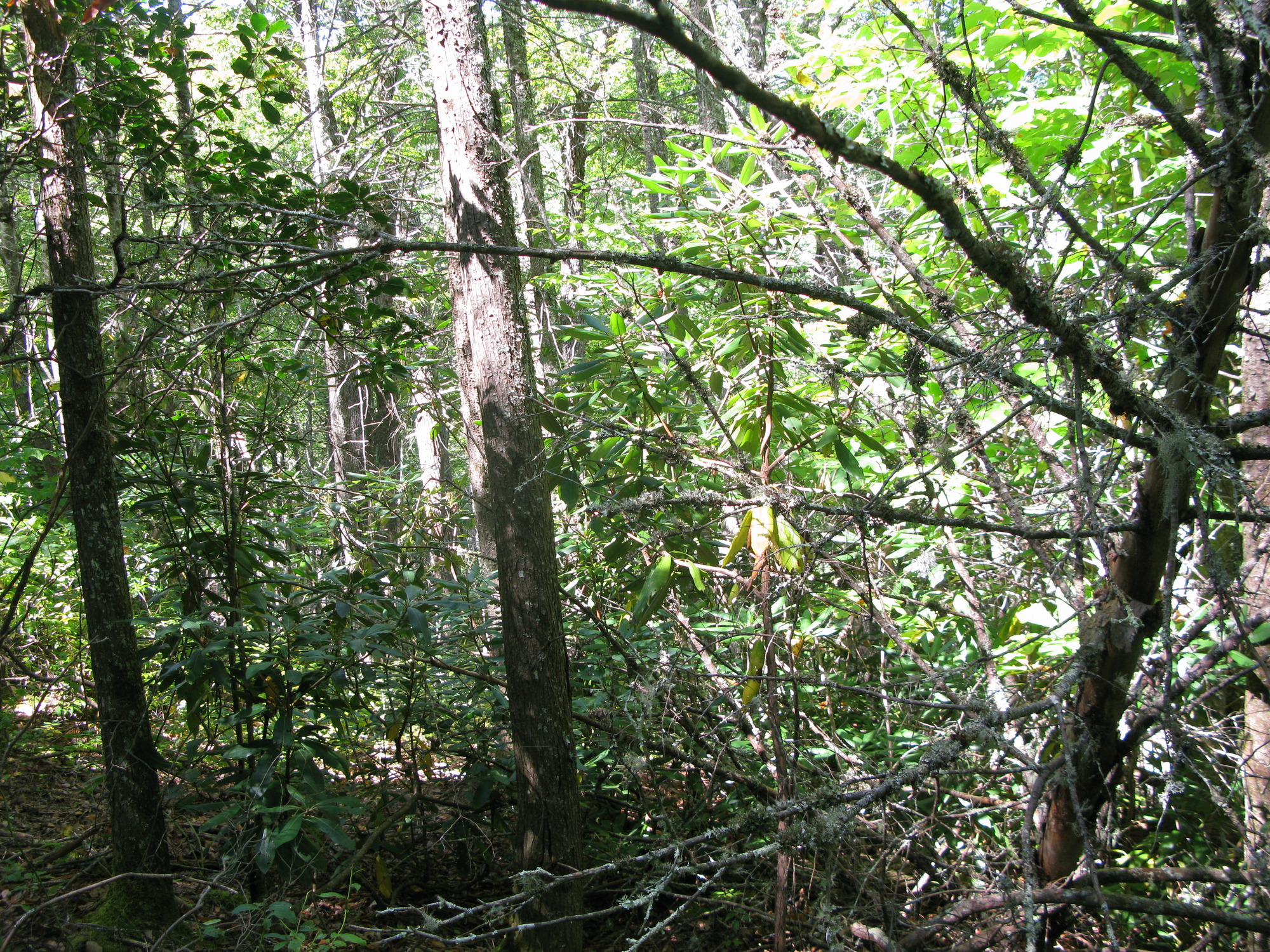 GRSM Accuracy Assessment. Plot Code: GRSM_AA_0975_6