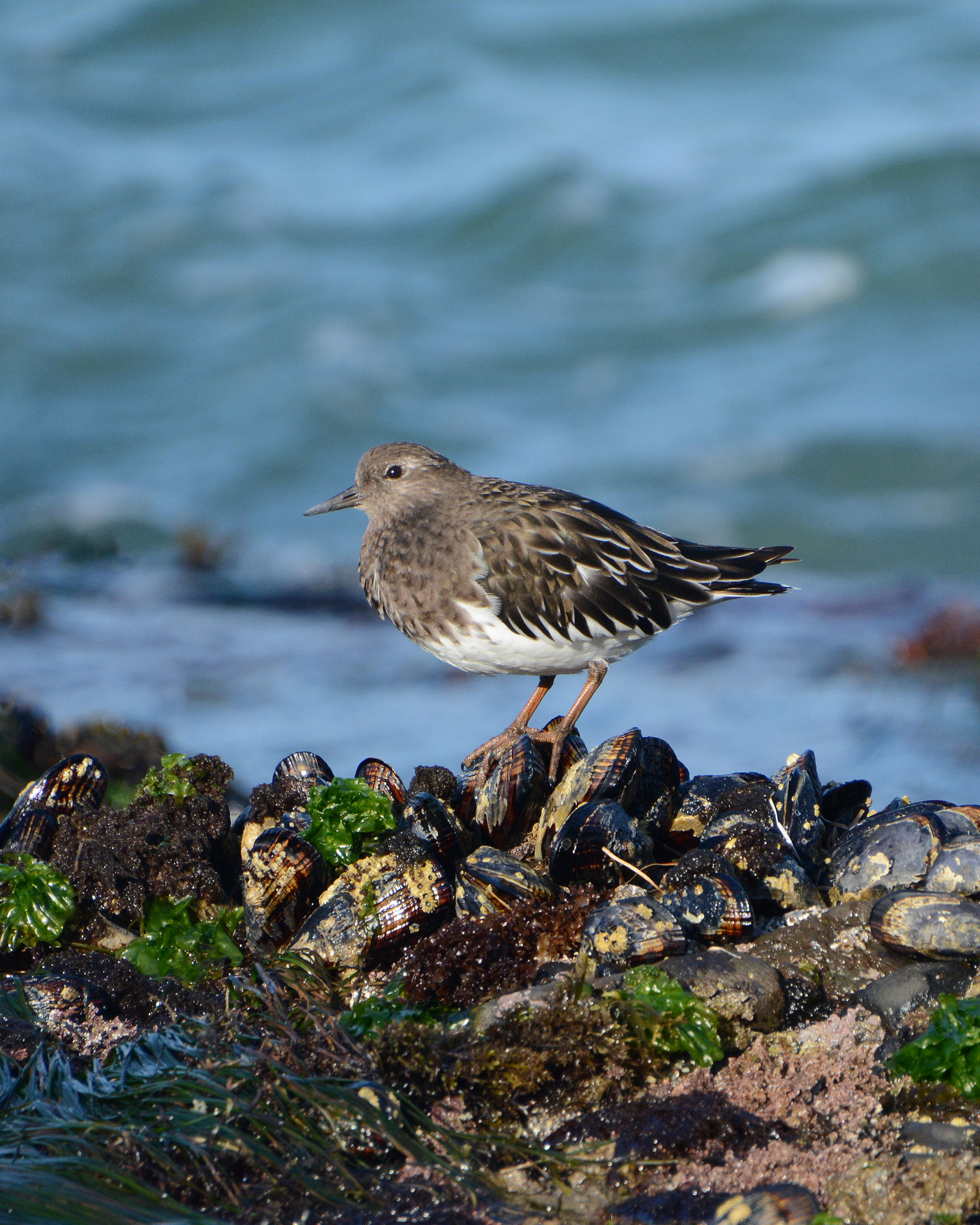 small black and white birds on rocky coast
