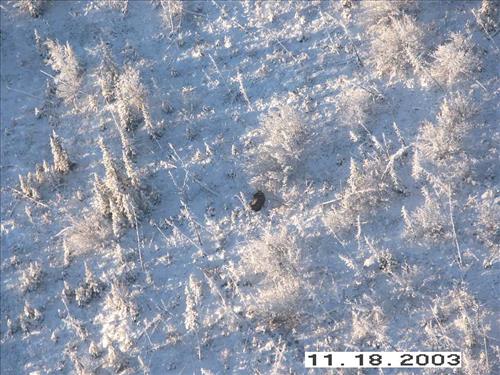 Moose Survey, Yukon-Charley, 2003 2