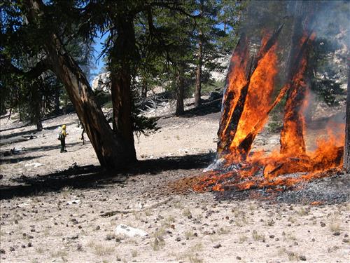 Hot Springs wildfire, Sequoia and Kings Canyon National Parks, summer 2004