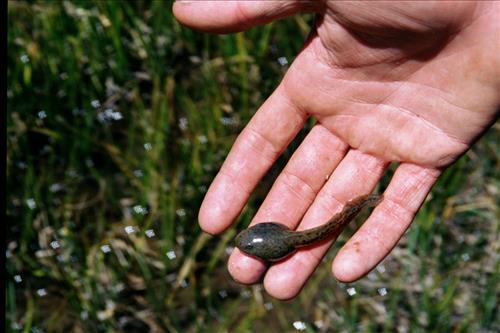 Mountain yellow-legged frog restoration project, Sequoia and Kings Canyon National Parks, 2001-2003