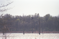 ARPO Animals bald eagle nest BaldEagleNest2. 