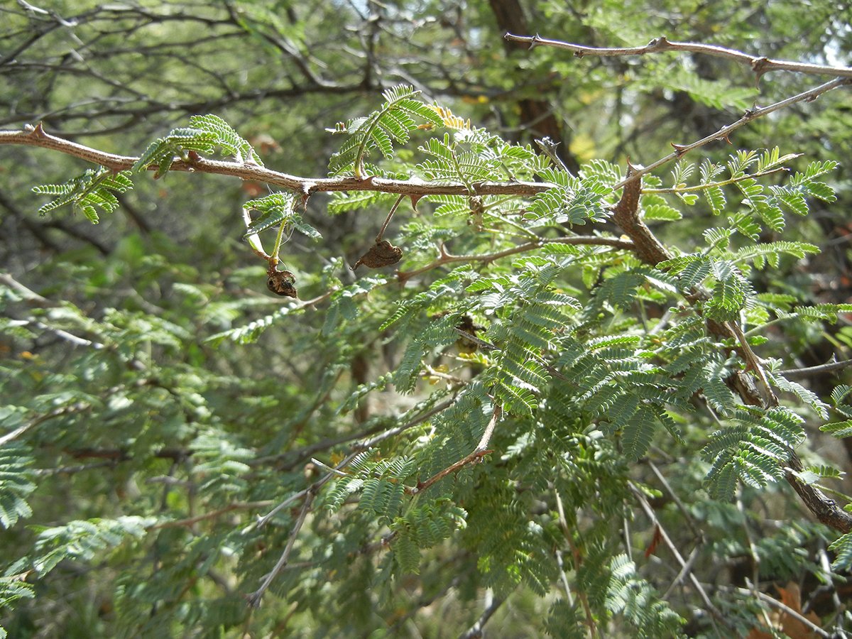 Close-up of tree branches growing rows of small, green, oblate leaves.