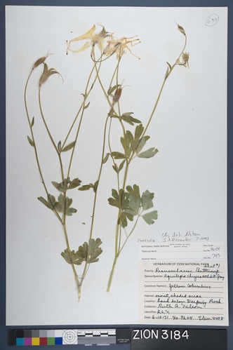 Herbarium Specimen Sheet 3184