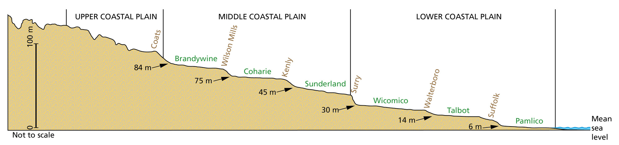 Cross-sectional topographic view of the marine terraces (green text) and paleoshorelines (brown text) of the North Carolina Coastal Plain. The cross section includes 6 terraces and 6 paleoshoreline locations. The 6 terraces are in ascending order, Pamilico, Talbot, Wicomico, Sunderland, Coharie, and Brandywine. These are separated by the 6 shorelines in ascending order, Suffolk, Walterboro, Surry, Kenly, Wilson Mills, and Coats.