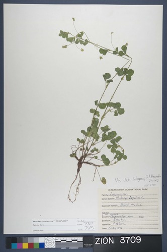 Herbarium Specimen Sheet 3709