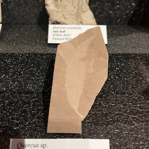 An oak leaf fossil