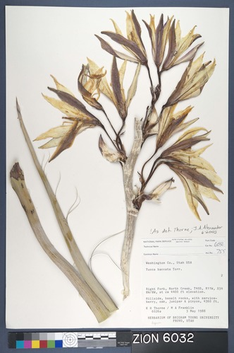 Herbarium Specimen Sheet 6032