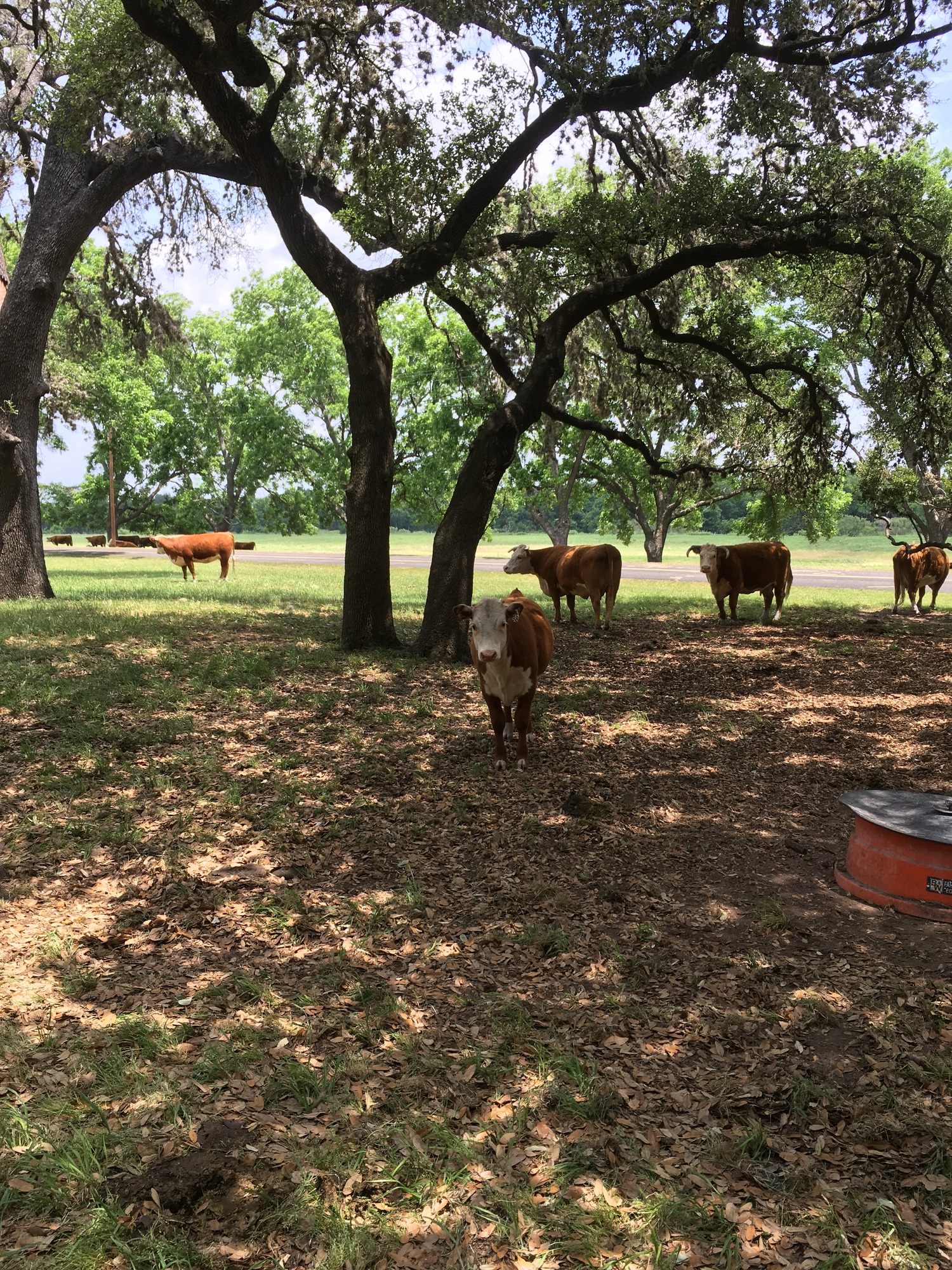A group of Hereford cattle stand in the shade of tall pecan trees with long, curving branches. 