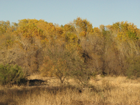 yellow cottonwood in distance