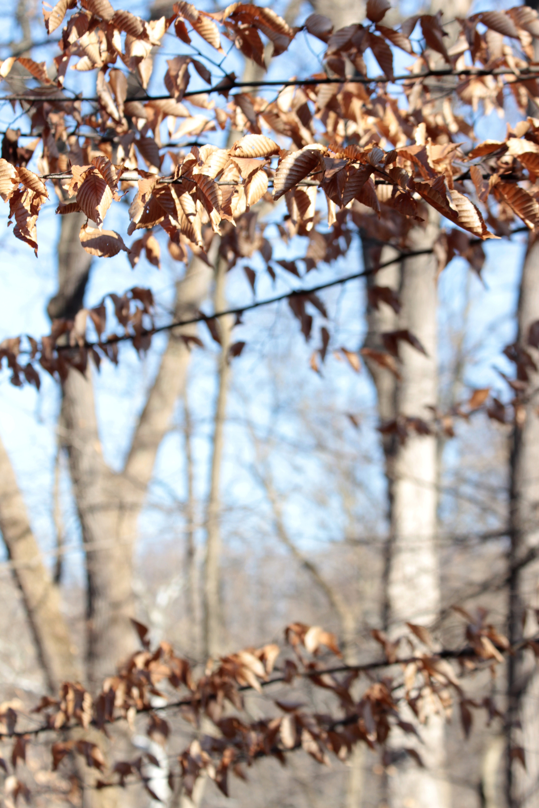 Tan American beech leaves in winter