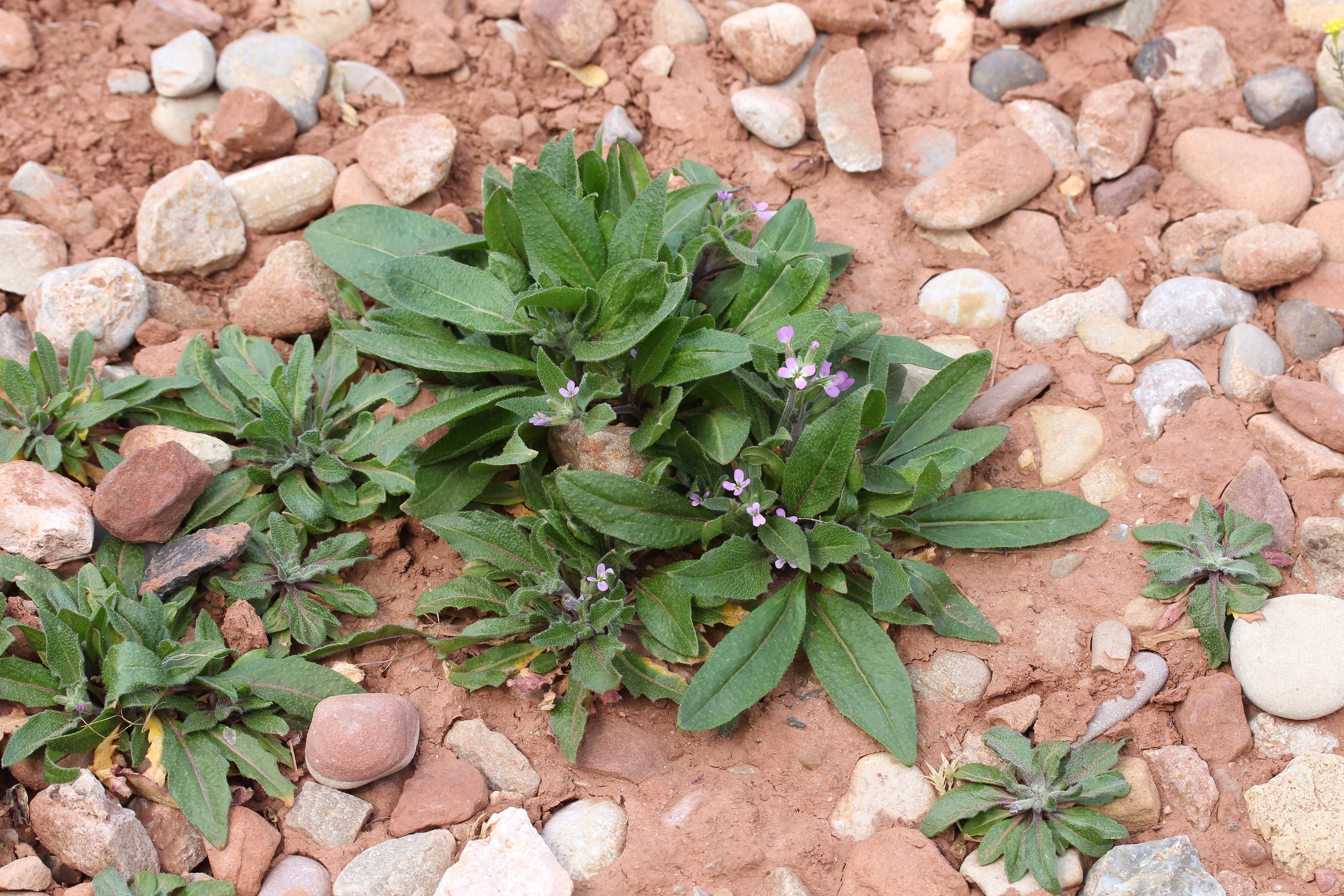 Malcolmia africana, African mustard