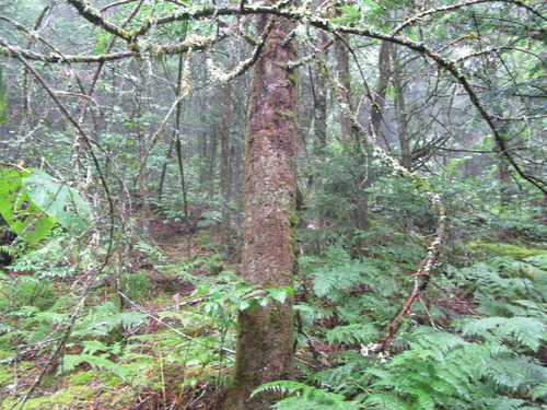 GRSM Accuracy Assessment. Plot Code: GRSM_AA_0962_2