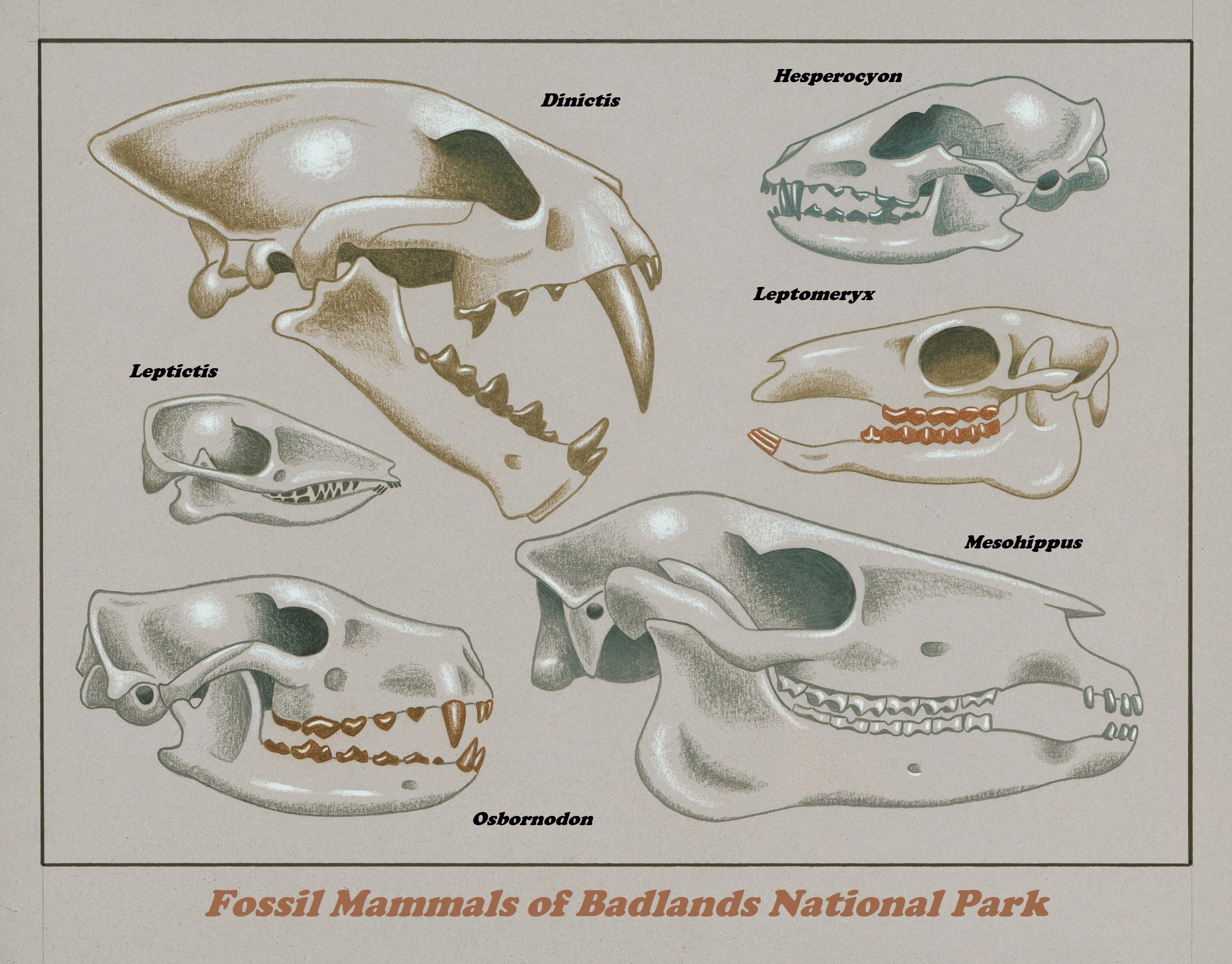 Drawings of six different fossil skulls. Text includes, Fossil Mammals of Badlands National Park.