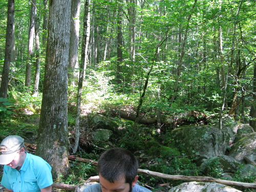 GRSM Accuracy Assessment. Plot Code: GRSM_AA_0244_5