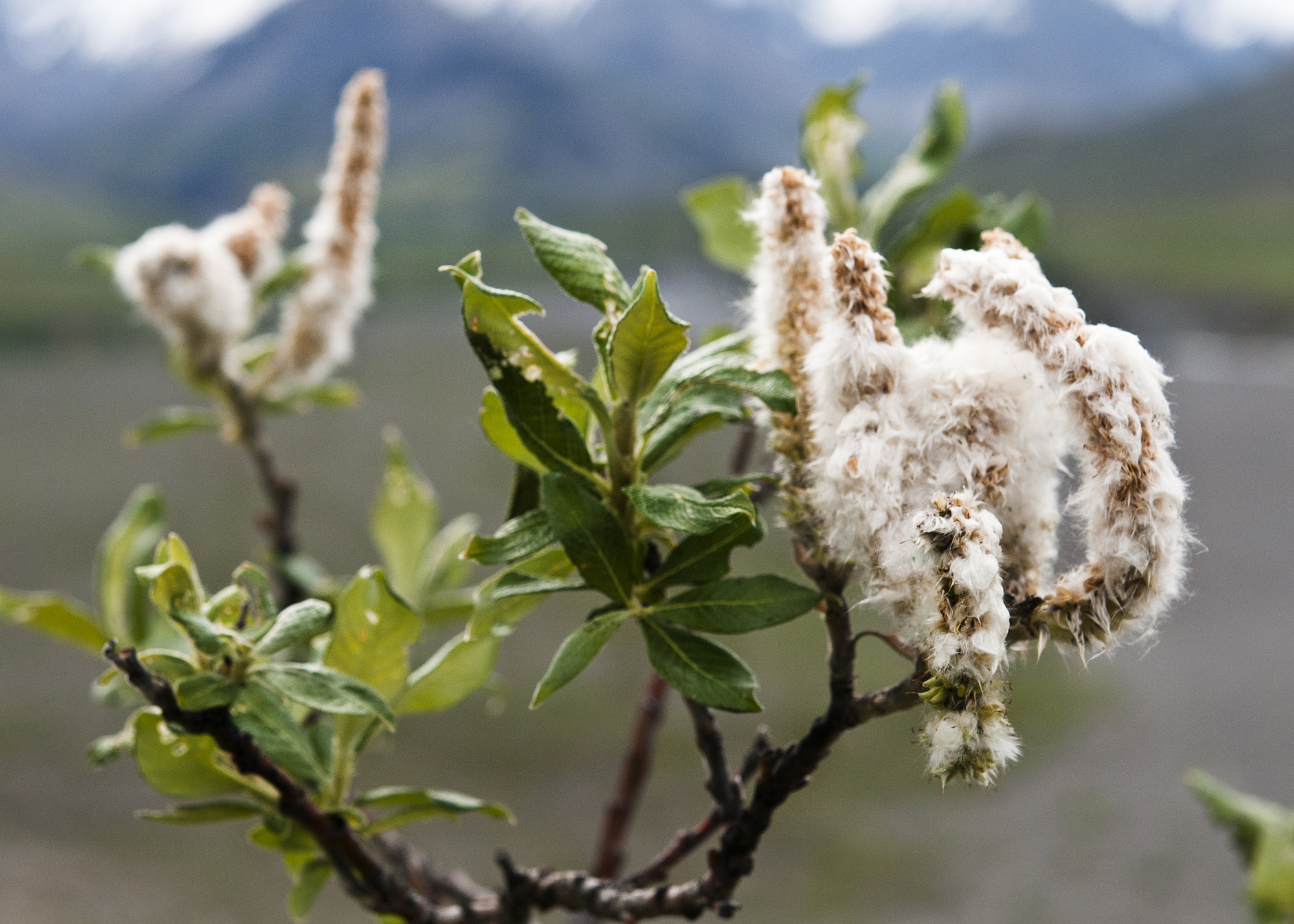 large fuzzy white flowers on a shrub