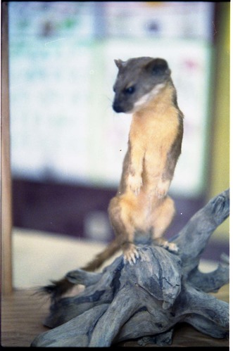 Color Photos of stuffed animals in the old visitor center exhibits.