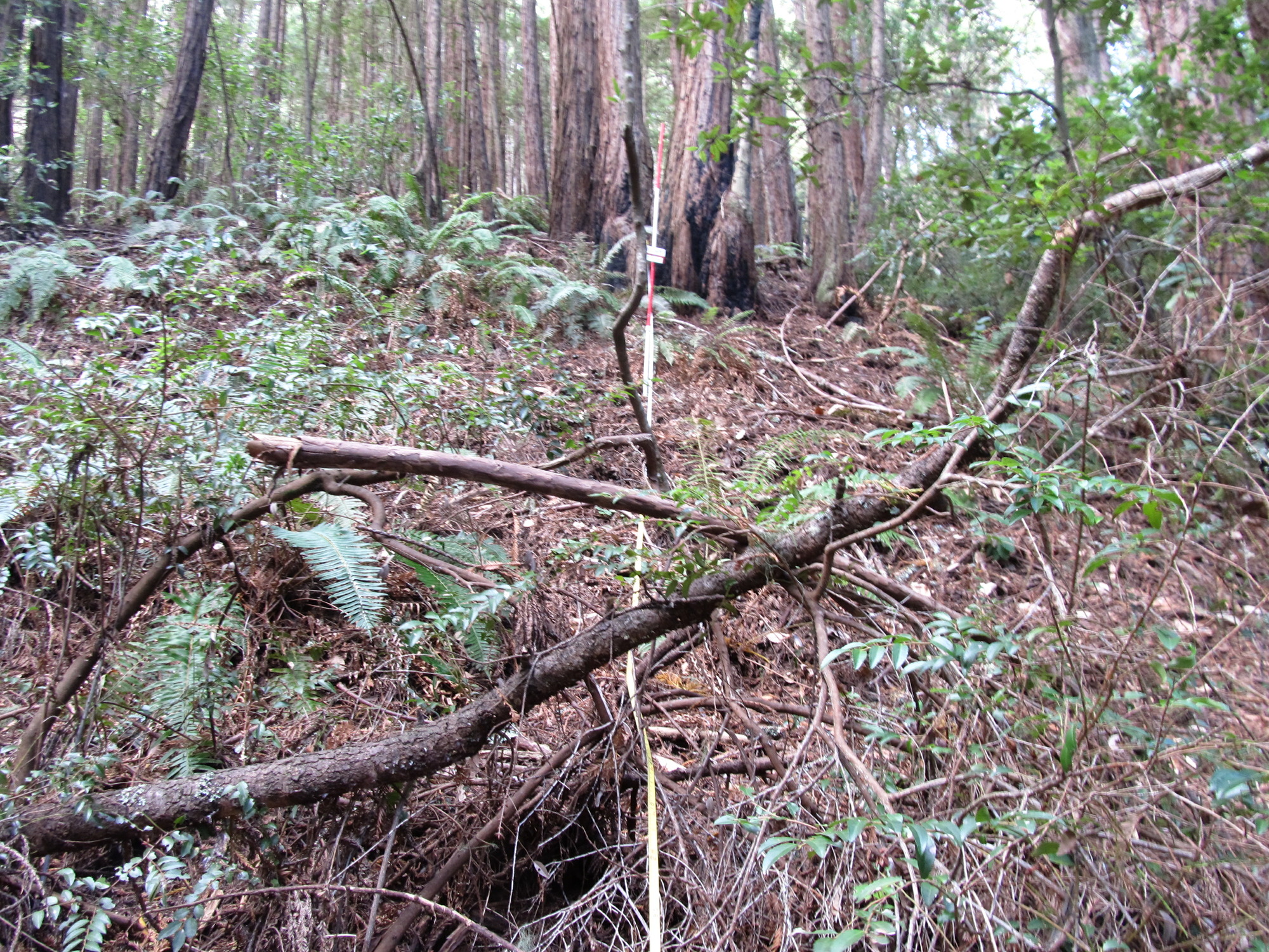 Eye-level view from the center point of a plant community monitoring plot