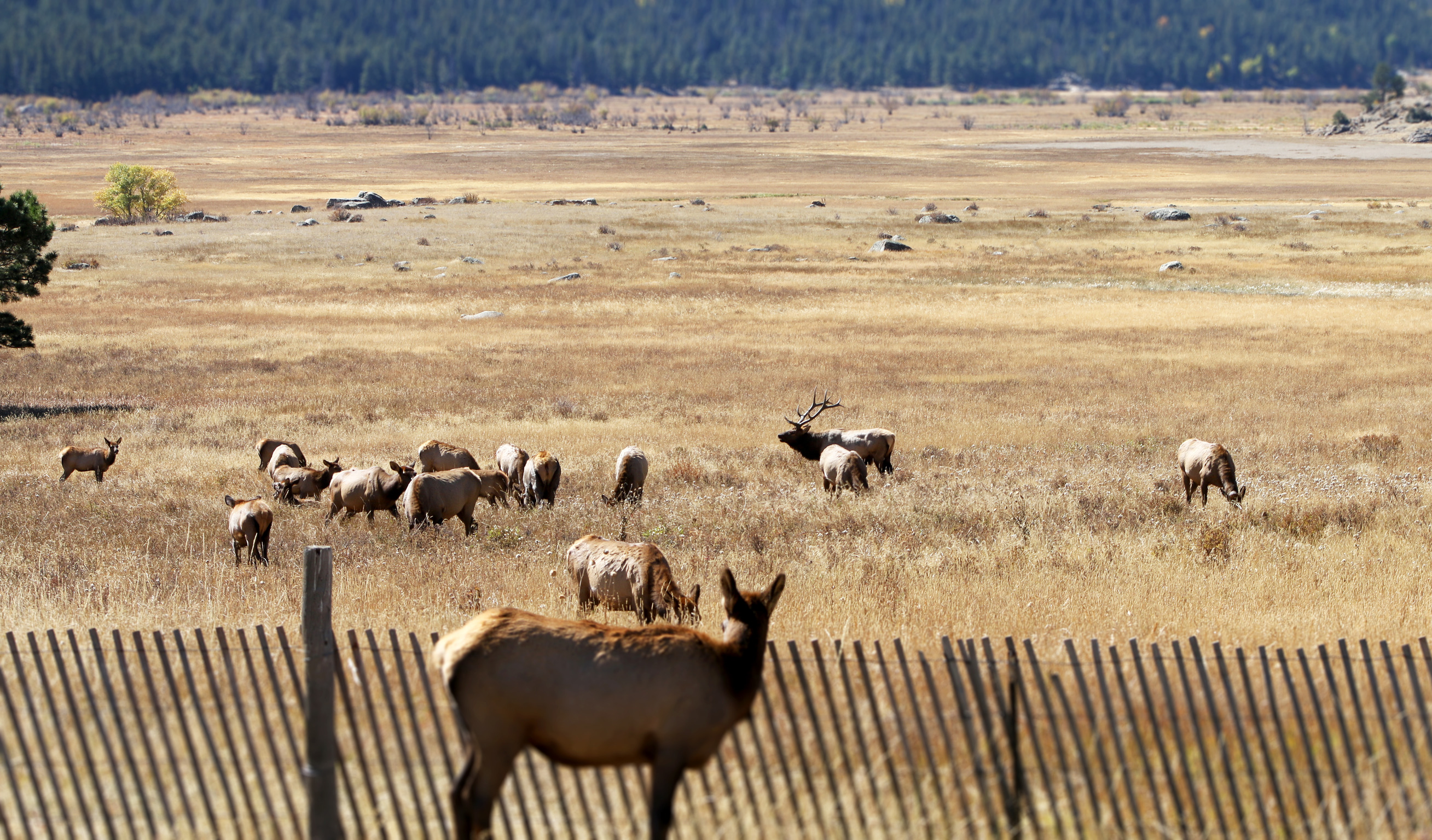 a female elk looks over a fence at a large herd of elk with one bull elk visible 