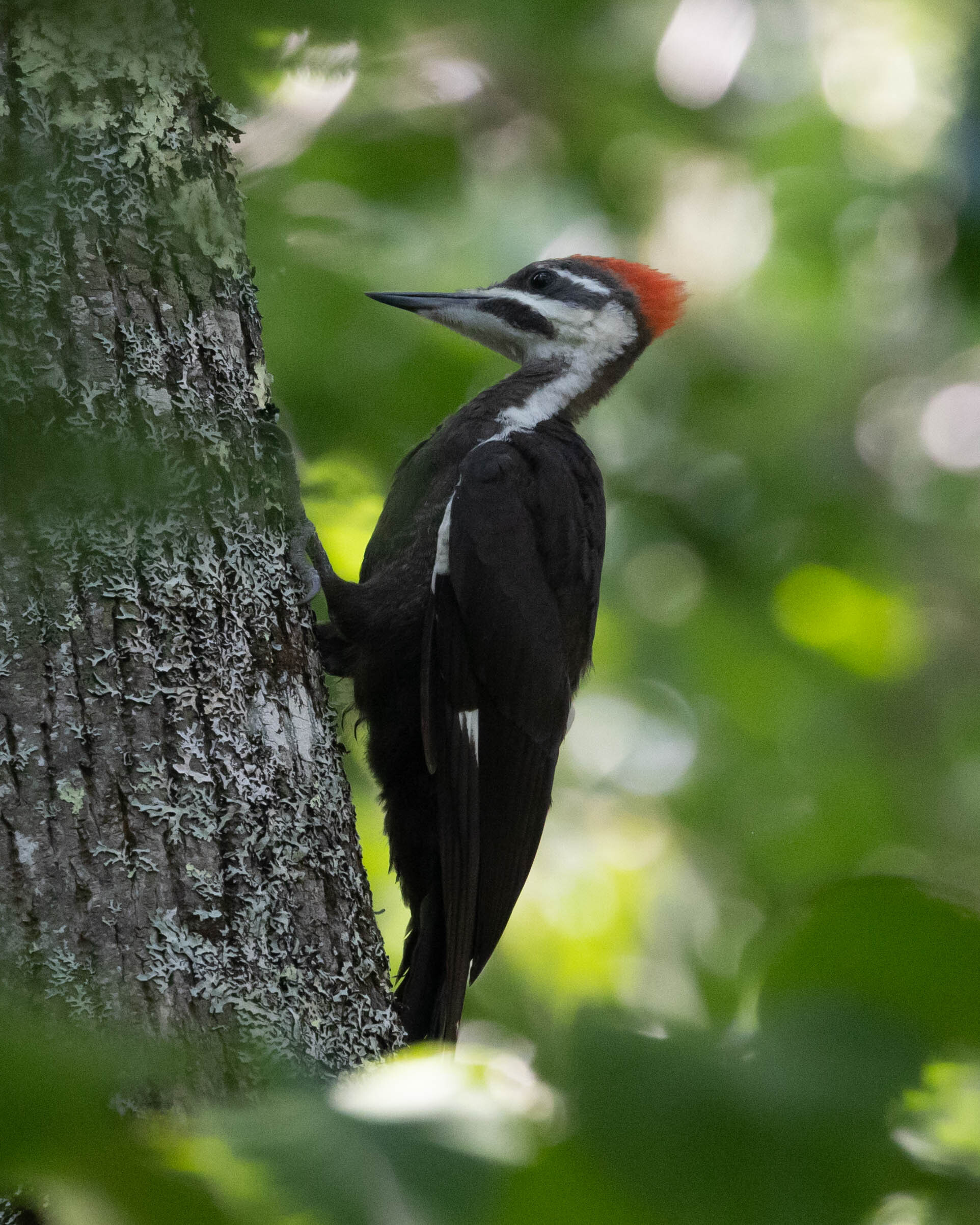 A woodpecker perched on the side of a tree.