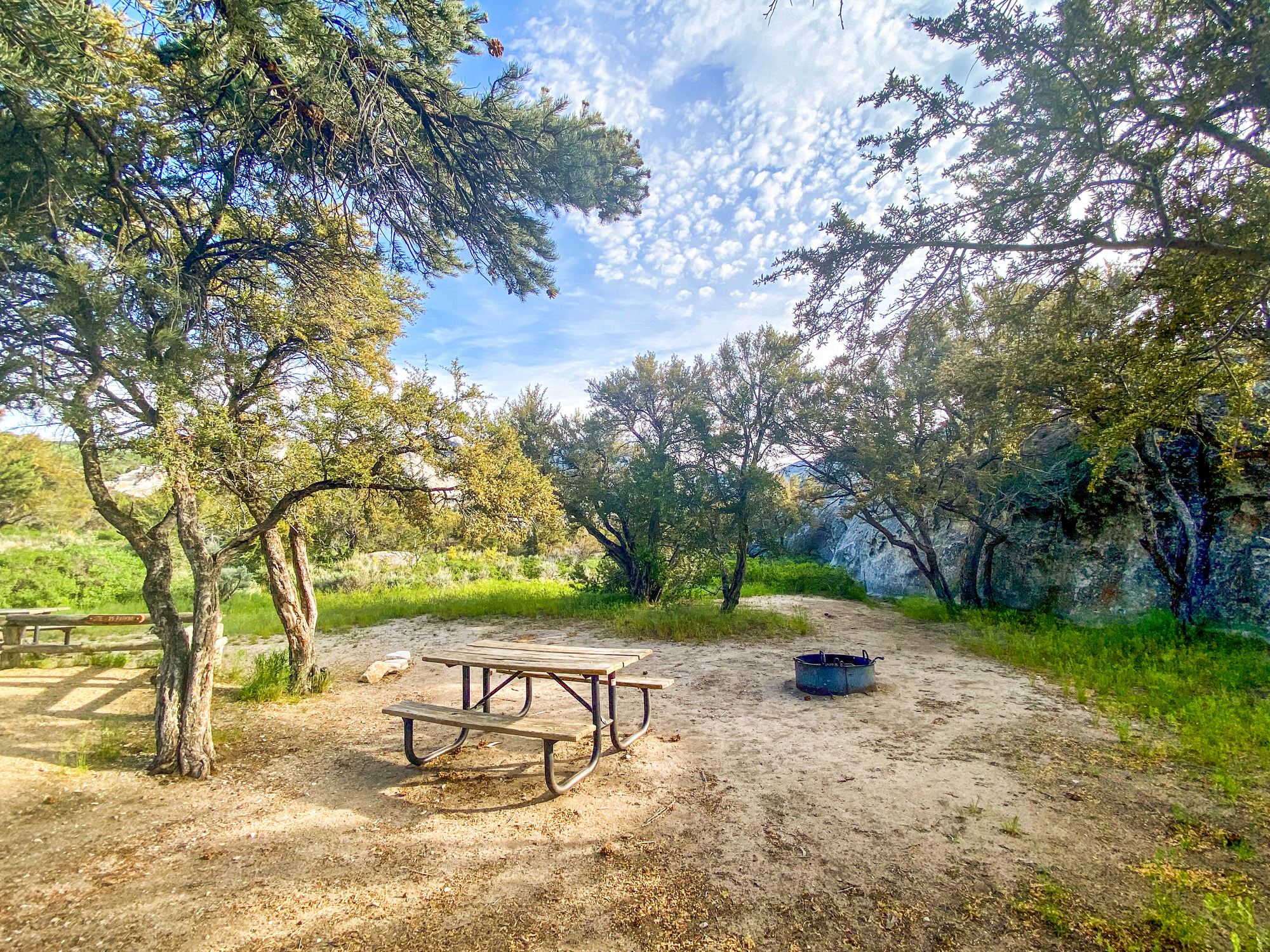 Campsite 39 picnic table, fire ring and tent area with mahogany and pine trees.
