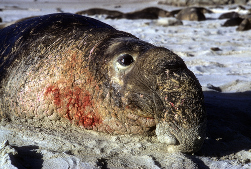 Northern Elephant Seal Bull After Fighting