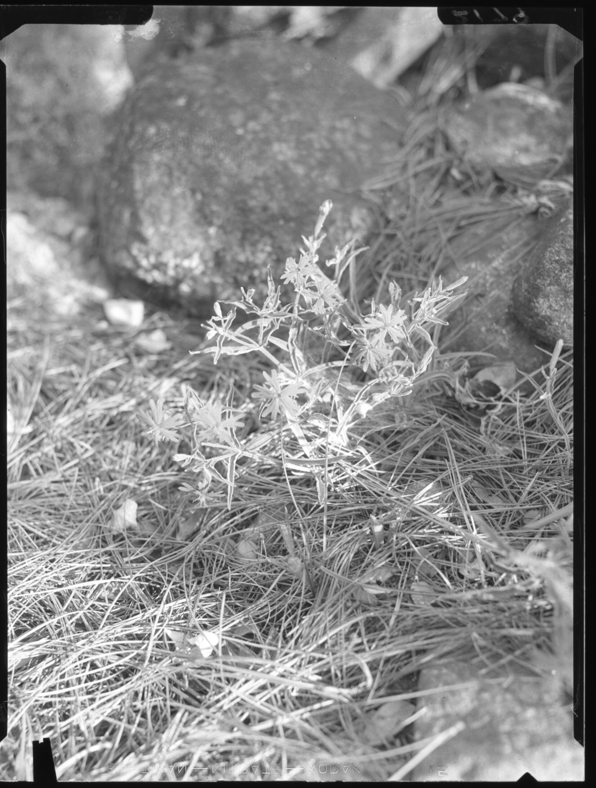 Indian Pink (Silene Californica)