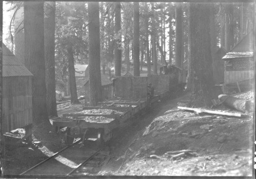 Yosemite Lumber Co. Logging train in Camp #15.